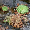 Plants: image 45 Of 94 Thumb